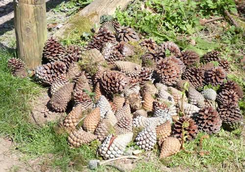 Photo Gallery Image - Pine cones in Pennygillam Community Woodland